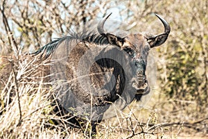 A gnu wildebeest during a safari in the Hluhluwe - imfolozi National Park in South africa