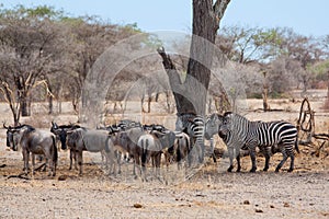 Gnu and zebras
