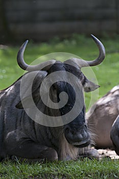 Gnu in the zoo