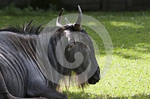 Gnu in the zoo