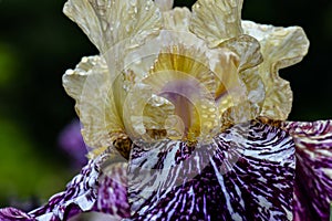 Gnus Flash Iris Macro 01