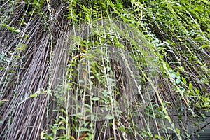 Go green at airport with vernonia creeper plant