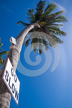 Go Slow Sign Attached on Tall Palm Tree in Caye Caulker Island in Belize