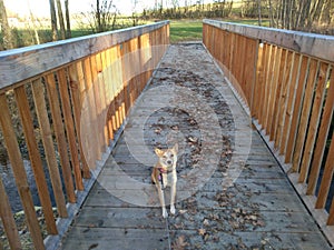 Go for a walk with cute princess dog in nature