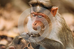 Goa, India. Bonnet Macaque - Macaca Radiata Or Zati Is Looking For Fleas On Its Cub. Close Up