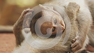 Goa, India. Bonnet Macaque - Macaca Radiata Or Zati With Newborn Sitting On Ground. Monkey With Infant Baby. Close Up