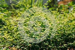 Goa, India. Flower Of Cymbopogon, Also Known As Lemongrass Or Barbed Wire Grass In Sunny Light