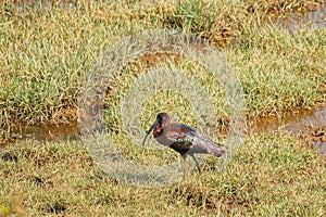 Goa, India. Glossy ibis In Morning Looking For Food In Swamp. Plegadis falcinellus is a wading bird in the ibis family