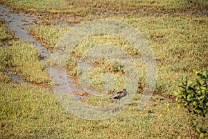 Goa, India. Glossy ibis In Morning Looking For Food In Swamp. Plegadis falcinellus is a wading bird in the ibis family