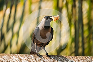 Goa, India. House Crow Sitting On Crossbar With Piece Of Chicken In Beak