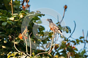 Goa, India. Jungle Myna Sitting On Branch Of Tree And Tweeting