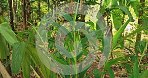 Goa, India. Leaves Of Elettaria Cardamomum, Commonly Known As Green Or True Cardamom