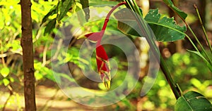 Goa, India. Red Flower Of Heliconia Rostrata Also Known As Hanging Lobster Claw Or False Bird Of Paradise. Zoom Out