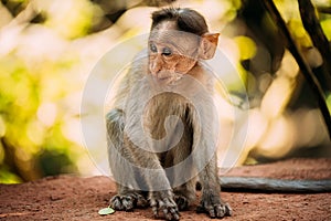 Goa, India. Young Infant Bonnet Macaque - Macaca Radiata Or Zati Sitting On park Ground. Portrait Of Cub. Monkey.