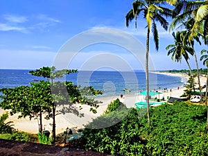 Goa sinquerim beach coconut tree goa beach