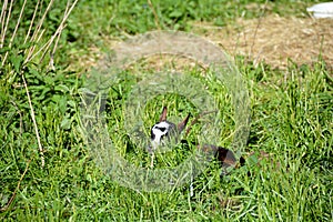 A goad lamb lies hidden in the grass