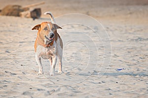 Goan homeless dog by the sea on the beach in Arambol