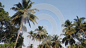 Goan Village Coconut sky