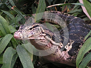 Goanna