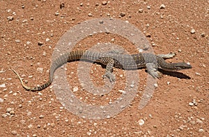 Goanna