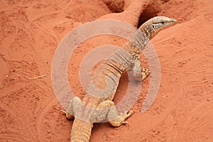 Goanna