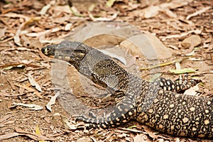 Goanna