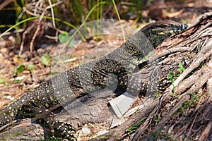 Goanna in the wild photo