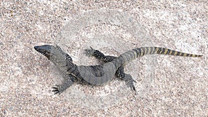 Goanna, australia