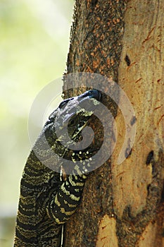 A goanna climbing a tree.