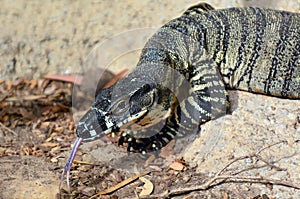 Goanna photo