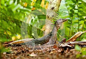 Goanna lizard in undergrowth