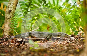 Goanna lizard in undergrowth