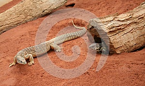 Goanna & Skink