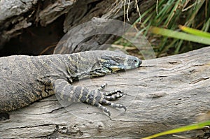 Goanna on the stem