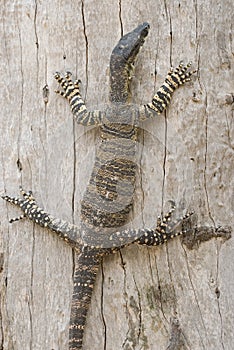 Goanna on a tree