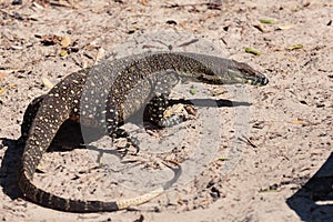 Goanna in the wild