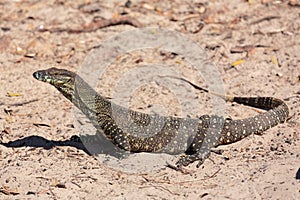 Goanna in the wild