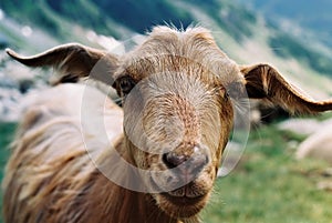 Goat photo