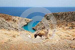 Goat above the Seitan Limania beach