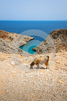 Goat above the Seitan Limania beach in Akrotiri in Crete, Greece