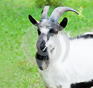 A goat against green grass