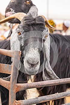 A goat at the Al Qassim livestock market