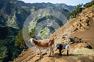 Goat in the Anaga mountains in Tenerife