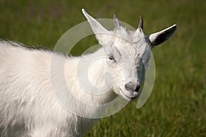 Goat animal