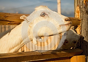 Koza ve zvířecí farmě.