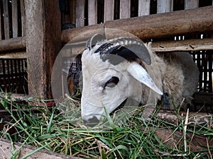 Goat animal Qurban Eid al-adha