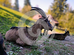 Goat animals on the farm od in the nature.