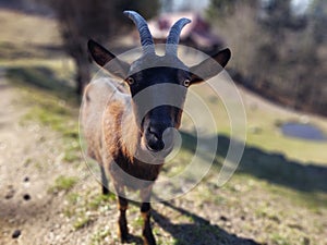 Goat animals on the farm od in the nature.