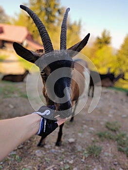 Goat animals on the farm od in the nature.