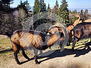 Kozie zvieratá na farme alebo v prírode.